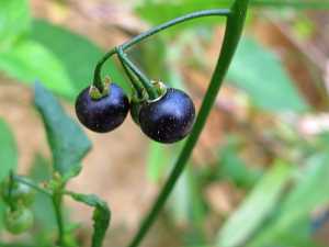 Solanum americanum_3 Quincy Village.JPG